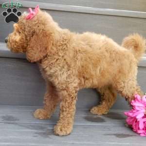 Gracie, Mini Goldendoodle Puppy