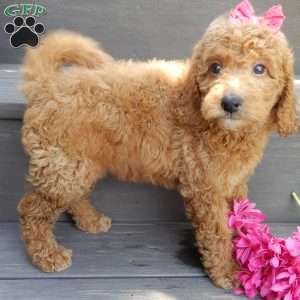 Gracie, Mini Goldendoodle Puppy