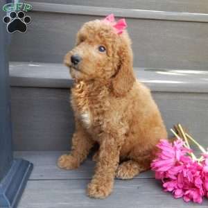 Gracie, Mini Goldendoodle Puppy