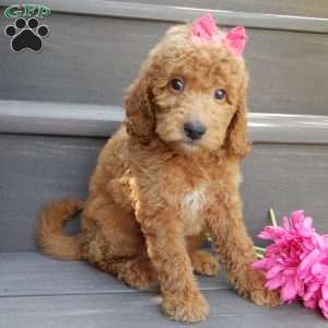 Gracie, Mini Goldendoodle Puppy