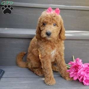 Gracie, Mini Goldendoodle Puppy