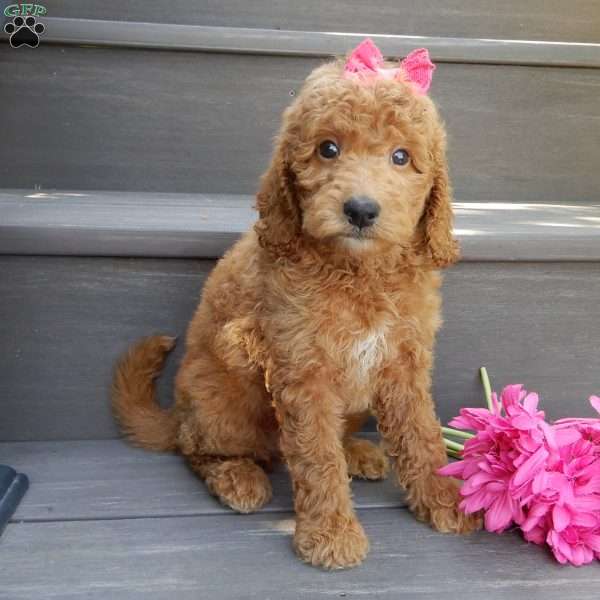 Gracie, Mini Goldendoodle Puppy