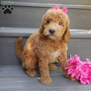 Gracie, Mini Goldendoodle Puppy