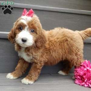 Emmy, Mini Goldendoodle Puppy