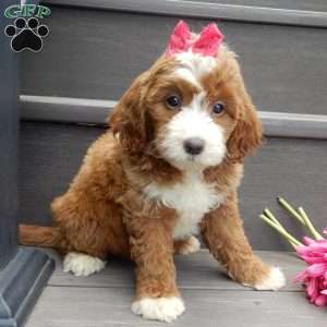 Emmy, Mini Goldendoodle Puppy