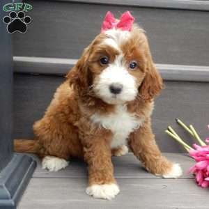 Emmy, Mini Goldendoodle Puppy