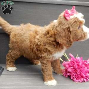 Emmy, Mini Goldendoodle Puppy