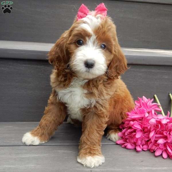 Emmy, Mini Goldendoodle Puppy