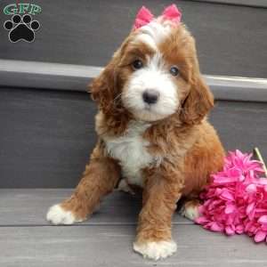 Emmy, Mini Goldendoodle Puppy
