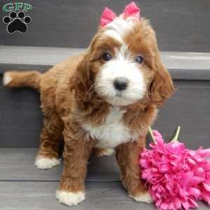 Emmy, Mini Goldendoodle Puppy