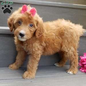 Trixie, Mini Goldendoodle Puppy
