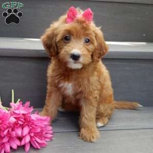 Trixie, Mini Goldendoodle Puppy