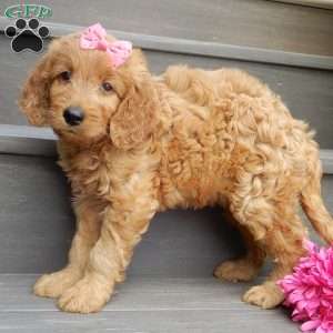 Jenny (medium), Goldendoodle Puppy