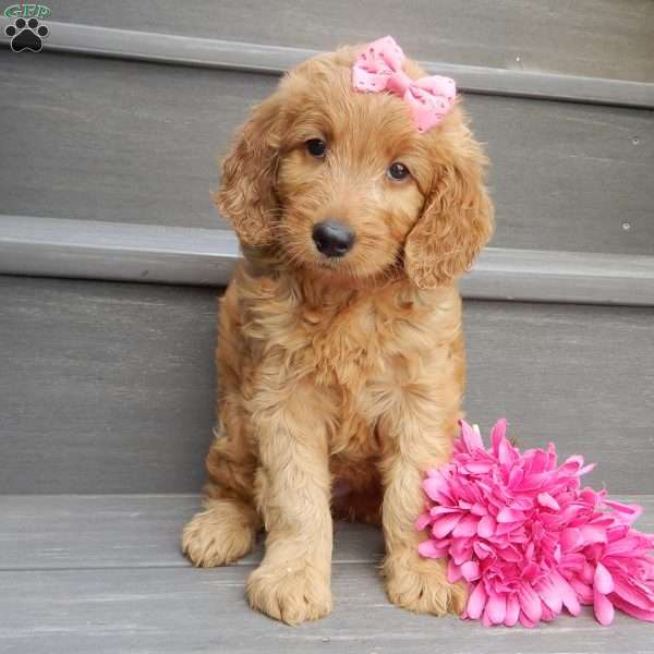 Jenny (medium), Goldendoodle Puppy