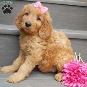 Jenny (medium), Goldendoodle Puppy