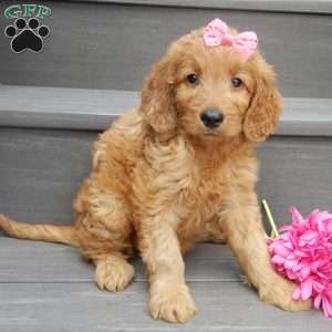 Jenny (medium), Goldendoodle Puppy