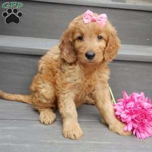 Jenny (medium), Goldendoodle Puppy