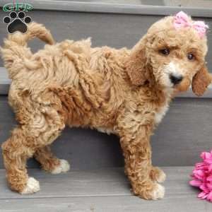 Summer (medium), Goldendoodle Puppy