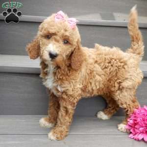 Summer (medium), Goldendoodle Puppy