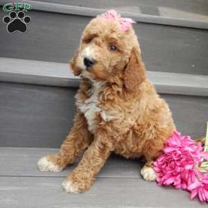 Summer (medium), Goldendoodle Puppy