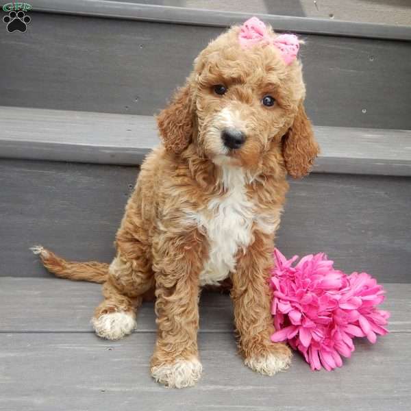 Summer (medium), Goldendoodle Puppy