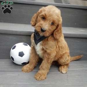 Mack (medium), Goldendoodle Puppy