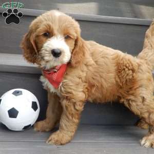 Rusty (medium), Goldendoodle Puppy