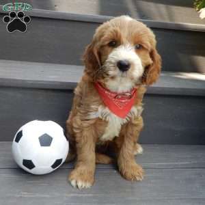 Rusty (medium), Goldendoodle Puppy