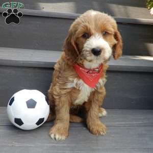 Rusty (medium), Goldendoodle Puppy