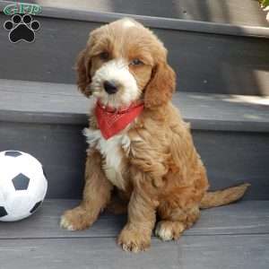 Rusty (medium), Goldendoodle Puppy