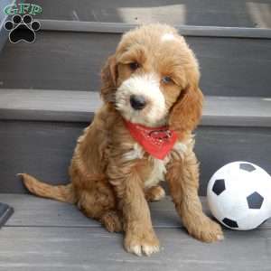 Rusty (medium), Goldendoodle Puppy