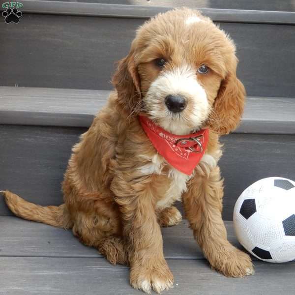 Rusty (medium), Goldendoodle Puppy