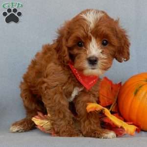 Jack, Cavapoo Puppy