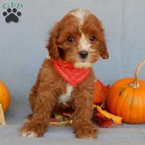 Jack, Cavapoo Puppy