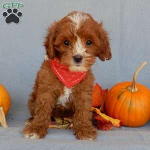 Jack, Cavapoo Puppy