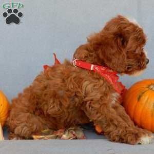 Jack, Cavapoo Puppy