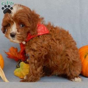 Jack, Cavapoo Puppy