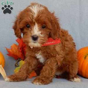 Jack, Cavapoo Puppy