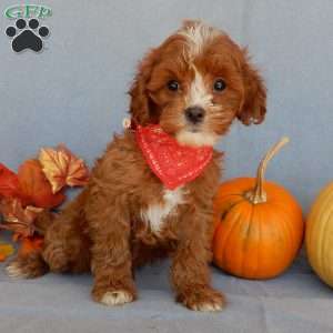 Jack, Cavapoo Puppy