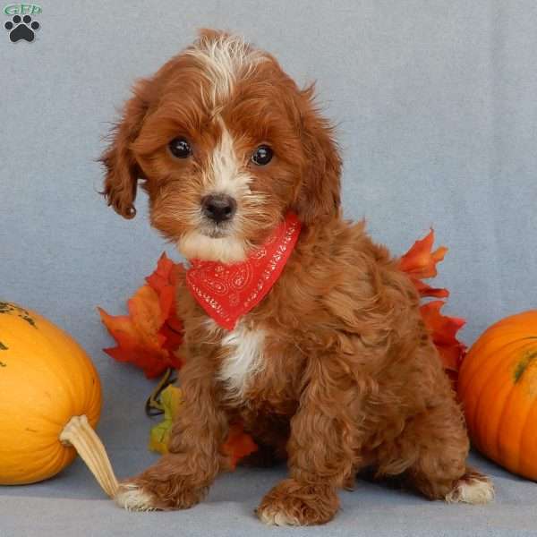 Jack, Cavapoo Puppy