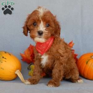 Jack, Cavapoo Puppy