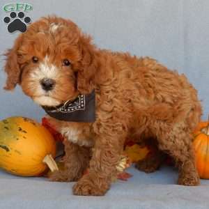 Tyler, Cavapoo Puppy