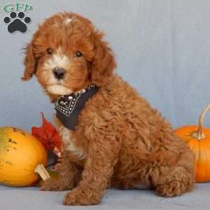 Tyler, Cavapoo Puppy