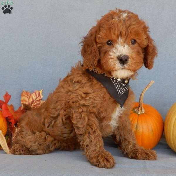 Tyler, Cavapoo Puppy