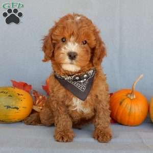 Tyler, Cavapoo Puppy