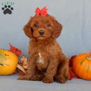Alli, Cavapoo Puppy