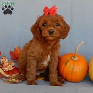 Alli, Cavapoo Puppy