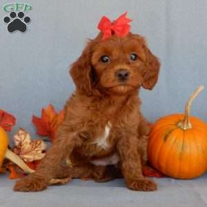 Alli, Cavapoo Puppy