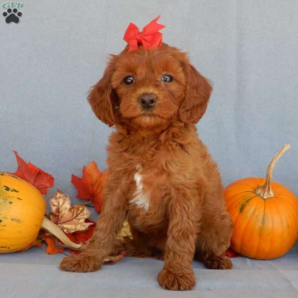 Alli, Cavapoo Puppy