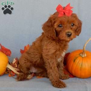 Alli, Cavapoo Puppy